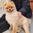 멍지트
