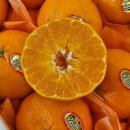 오늘의 선물 | 청주 비하동 과일맛집 오늘의과일 비하점 제주 레드향 후기｜당도·과육·선물용까지 만족했어요