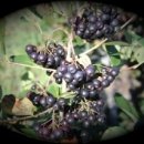 상락농장 이미지