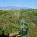 천제연 담팔수나무 이미지