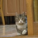 고양이 별 이미지