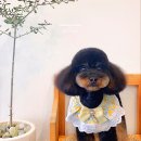 벨라켄넬 이미지