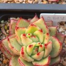 더스터닝-2 이미지