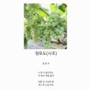 청포도 이미지
