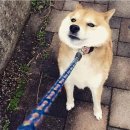 방가방가 PC 이미지