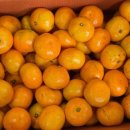 몽실농장 이미지