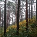 대관령자연휴양림 이미지