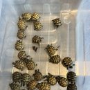 동대구농협 상동지점 앞 | 이런것이 선견지명인가?!!동헤르만 베이비 폭탄입고!!