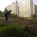 인호농장 Daum카페