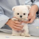 울산 강아지분양 미유펫 이미지