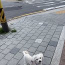 솜이 임보종료 이미지