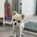 멍블리 펫살롱 이미지