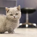 도그마루 강아지 고양이 천안아산점 이미지