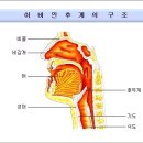 아문