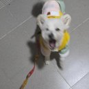 트리멍마마 | 블로그는 타이밍이라고들 하지만... 하루 늦은 타이밍에 이러는 건 아닌 거 같습니다.