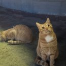 까망머리 | 대부도 나들이 에서 발견한 대하구이 맛집 '까망조개이야기'