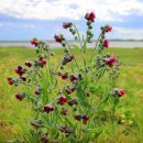 [3월 판매예정] 빨강 물망초(섬꽃마리/큰꽃마리) 이미지