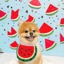 블링블링슈가 이미지