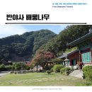 배롱나무거리 | 영동 반야사 배롱나무 그리고 경치 좋은 문수전 풍경