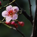 퇴계선생시 이미지