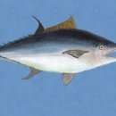 군산(목포) 이미지