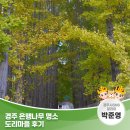 박준영 | 경주 은행나무 명소 도리마을 후기 | 경주시 SNS 알리미 박준영