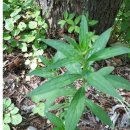 인퓨즈드 이미지