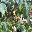 안인농장 이미지