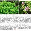 우드님프 이미지