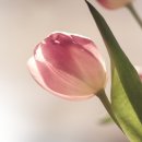 플로리스트전문가교육 이미지