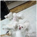 우리유치원 | 두정동애견유치원 반려견에게 최고의 하루, 노케이지 후기