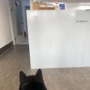 피정현 동물병원 이미지