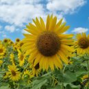 김태희옛날손국수 이미지