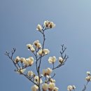 신기보건진료소 | 웅크렸던 봄이 왔다