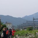 곡성 섬진강 기차마을 이미지