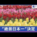 ​​​​​​​見ごろ迎え…全国1000人調査 チューリップ“絶景日本一”どこ? 이미지