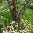 꼼지의 작은세상 이미지