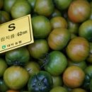 토마토 인력 네이버블로그