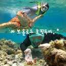 보홀로드 | 보홀로드 호핑투어 내돈내산 후기 / 발리카삭 바다거북이 스노쿨링