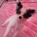 강남펫스타일 이미지