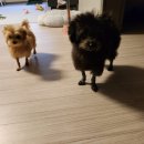 사라펫