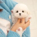 행복플러스동물병원 | 대구애견샵 미유펫 대구점 솔직후기, 병원 운영으로 안심분양가능!