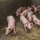 이남농장 이미지