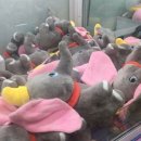 득템뽑기방 이미지