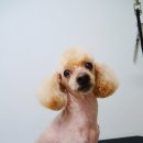 도리도리펫샵 이미지