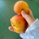 강서농산물도매시장 | 싱싱하고 맛있는 과일 도매가로 살 수 있는 곳, 강서농산물 도매시장