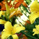 데이릴리(Daylily) 이미지