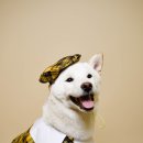 Dear My Pet 이미지