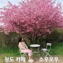 서부농장 | 청도 지금 여기 꼭 가야해! 청도 복사꽃 카페 소우모우 서부해당화 개화 만개 포토존 정보