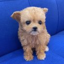 내품안의반려견광명점 이미지